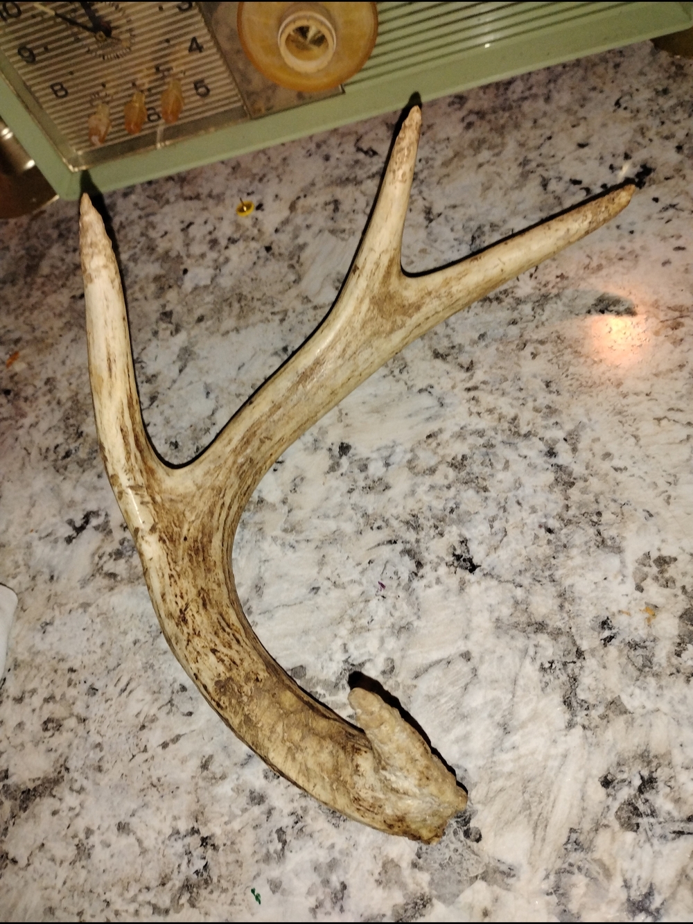 Natural Deer Antler Accent in Light Brown